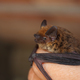 European Common Bat - PhotoDune Item for Sale