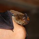 Bat mammal - PhotoDune Item for Sale