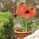 Springtime amaryllis - PhotoDune Item for Sale