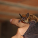 Small bat on human hand - PhotoDune Item for Sale
