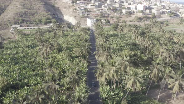 Aerial view coconut and sugar canne plantation in Santiago - Cape verde - Cabo verde