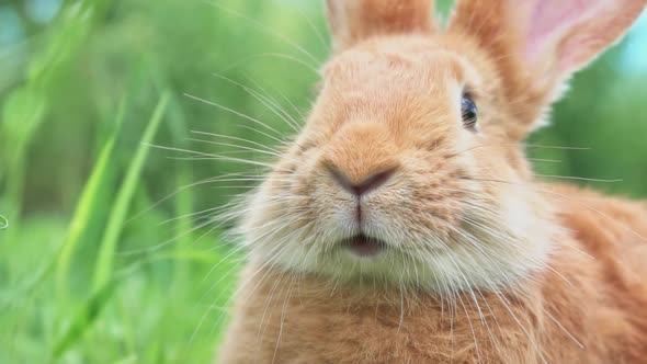Portrait of a Funny Red Rabbit on a Green Natural Background in the Garden with Big Ears and alt