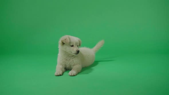 Full View Of A Wagging Tail White Dog Laying Down In The Green Screen Studio Then Walking Away alt