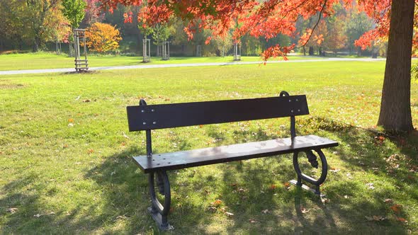 A Bench Under a Tree in a Park on a Sunny Day - Slider alt