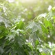 Summer Forest After Rain - VideoHive Item for Sale