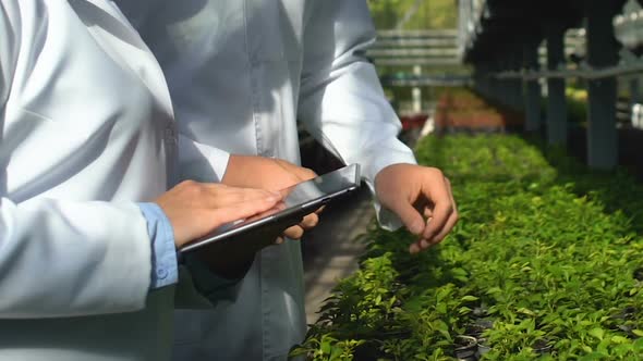 Male and Female Agriculture Experts Examining Hothouse Plants Working Tablet