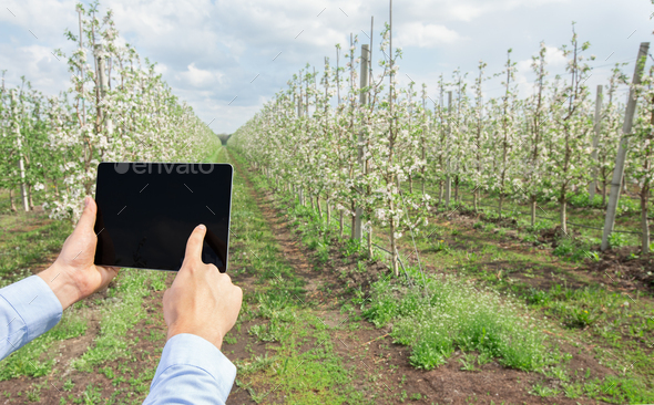 Modern smart farm management, mobile app and technology for job outdoor