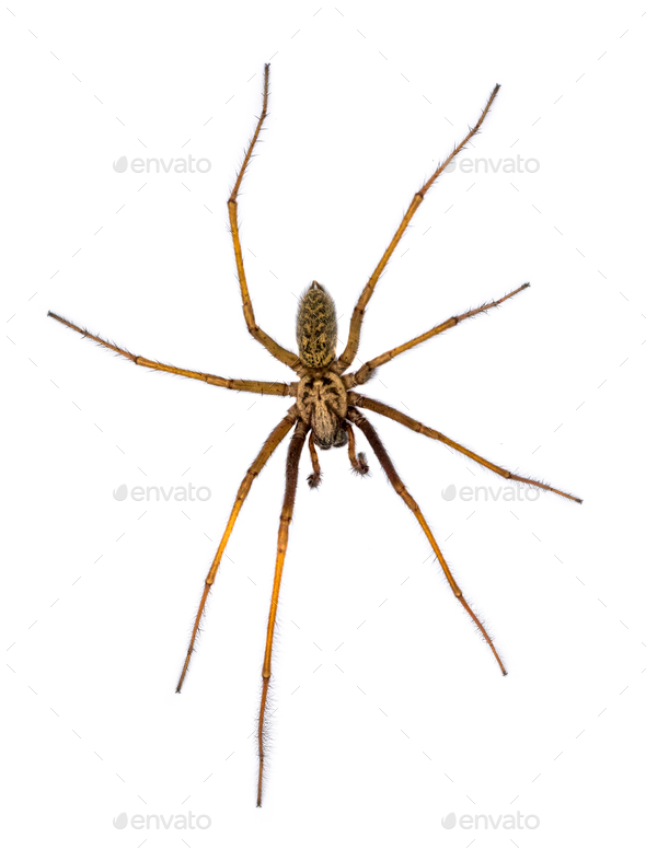 Giant House Spider Isolated On White Background Stock Photo By 