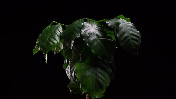 Coffee Plant Timelapse Sad To Happy alt
