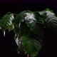 Coffee Plant Timelapse Sad To Happy - VideoHive Item for Sale