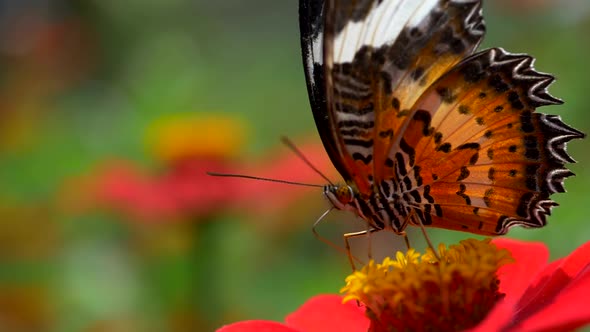 Big Monarch Butterfly Feeding on Pink Flower. Close Up Slow Motion High Quality Shot alt