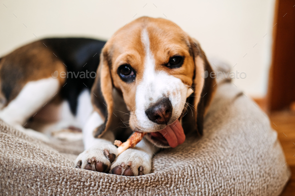 Dog Snack Chewing Sticks for puppies. Beagle puppy eating Dog Snack Chewing Sticks at home. Beagle