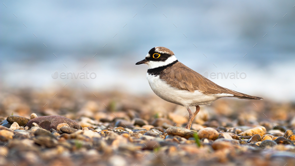 Little Ringed Plover / Charadrius dubius photo call and song
