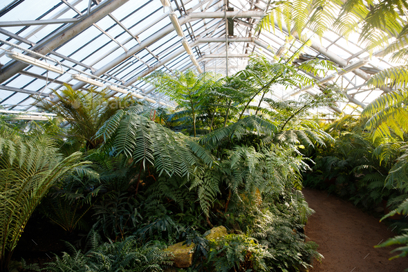 Tropical greenhouse/glasshouse with evergreen plants, ferns in a sunny ...