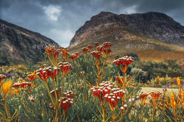 Sauth African Landscape - Stock Photo - Images