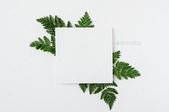 Sheet of paper with green branches - Stock Photo - Images