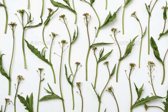 Pattern with a plant - Stock Photo - Images