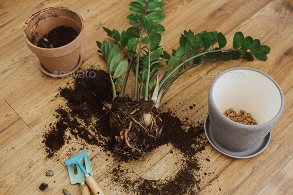 Repotting Zamioculcas Plant In Modern Pot Zz Roots Leaves Pot Drainage Tools Soil On Floor Stock Photo By Sonyachny