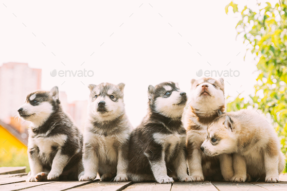 Five Four-week-old Husky Puppy Of White-gray-black-brown Color Sitting On Wooden Ground Together