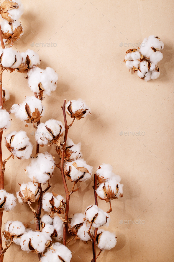 Dry cotton flower - Stock Photo - Images