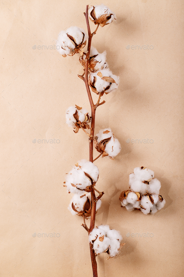 Dry cotton flower - Stock Photo - Images