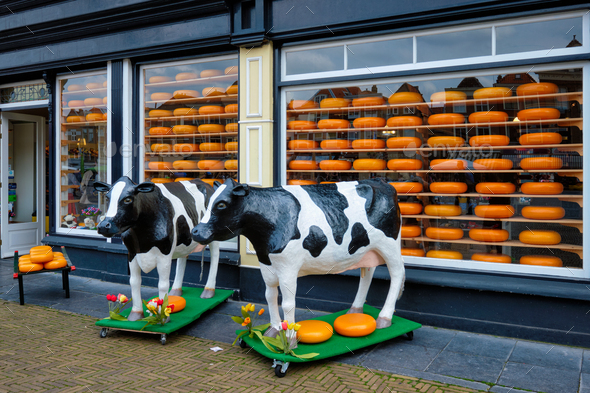 Cheese shop with heads of cheese in shop window and cow statues in Netherlands