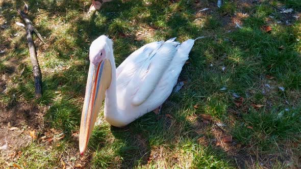 Top view of a pink pelican on green grass. Wild animals and birds. The pink pelican is a large water