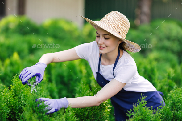 Woman uses gardening tool to trim hedge, cutting bushes with garden shears