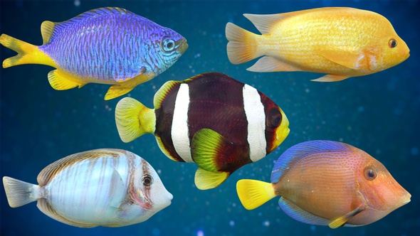 5 Fishes Pack V02 alt