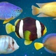 5 Fishes Pack V02 - VideoHive Item for Sale