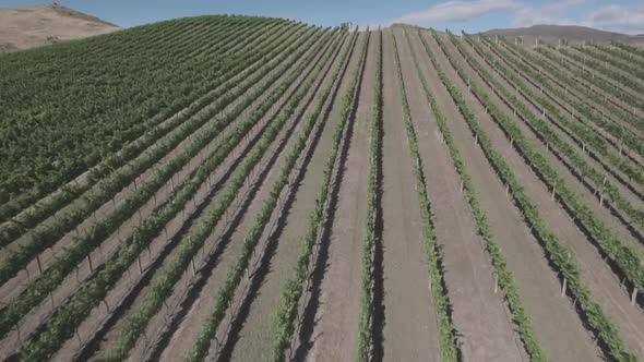 Vineyard aerial footage