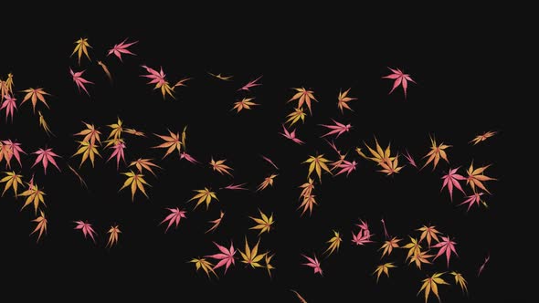 The autumn leaves
