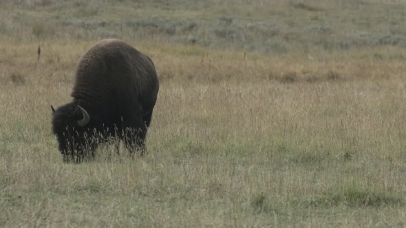 Bison grazing on a field alt