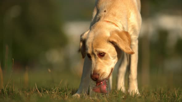 Dog drinking water from a glass, Ultra Slow Motion alt