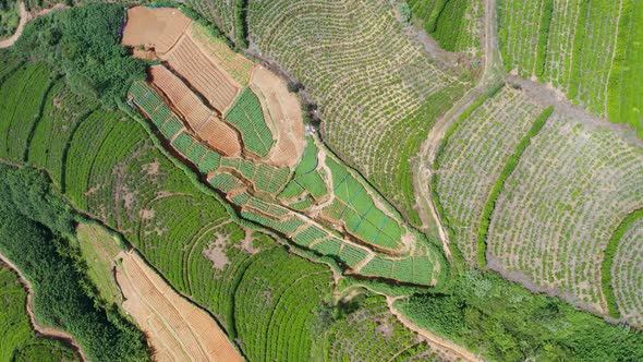 Aerial View of Tea Plantations, Fields, Hills and Meadows, Sri Lanka Island