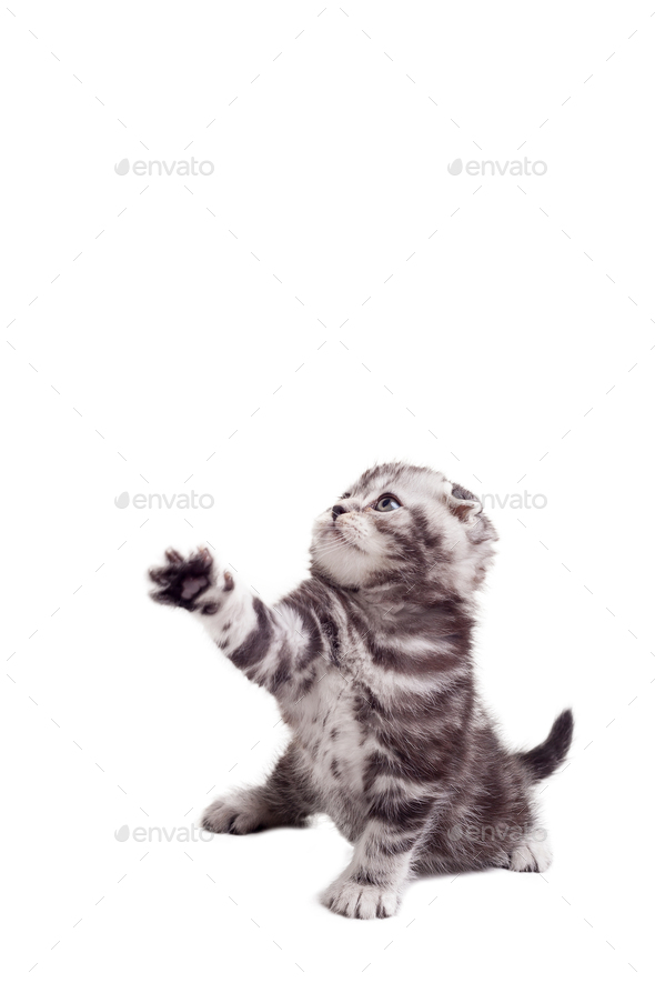 Playful kitten.  - Stock Photo - Images