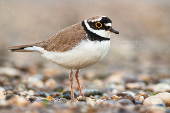 Common ringed plover - Wikipedia