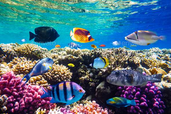 Different tropical fish on a coral reef in the Red Sea - Stock Photo - Images