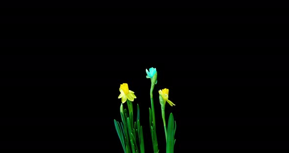 Time Lapse Shooting of the Growth and Flowering of a Bouquet of Blue and Yellow Daffodils on a Black alt