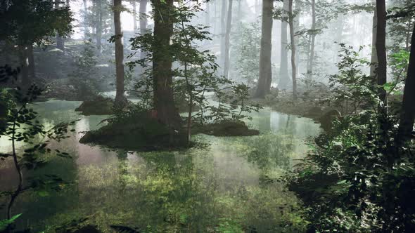 Sunrise with Sunbeams Through the Forest By the Lake alt