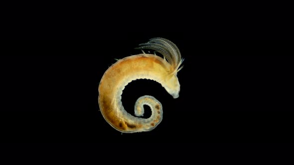 Worm Polychaeta Hypania Invalida Under a Microscope Family Ampharetidae alt