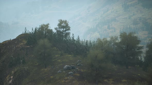 Small Green Trees on Hills in Fog alt