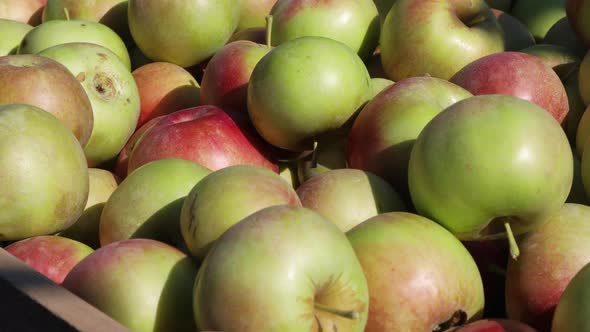 Fresh Apples Harvest on a Sunny Day