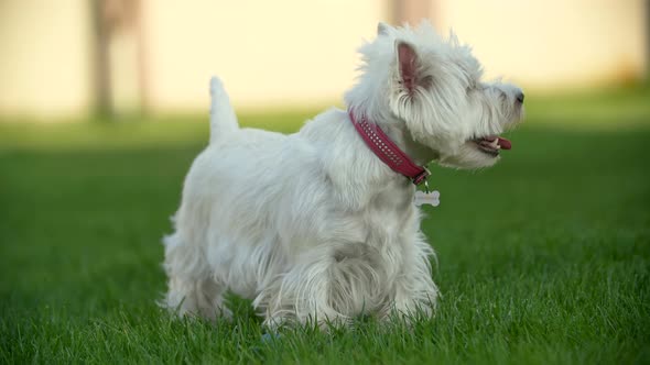 West Highland White Terrier Shakes Off on the Grass alt