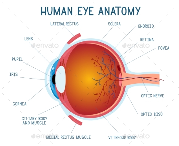 Cartoon Eye Anatomy Scheme by WinWin_artlab | GraphicRiver