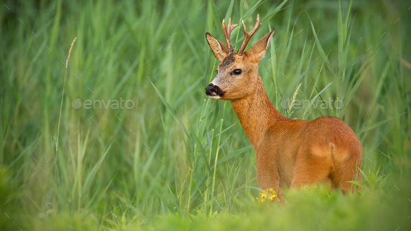 Roe deer buck observing on meadow in summertime nature - Stock Photo - Images