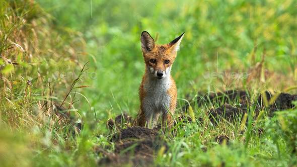 Wet red fox standing on meadow on summer rainy day - Stock Photo - Images