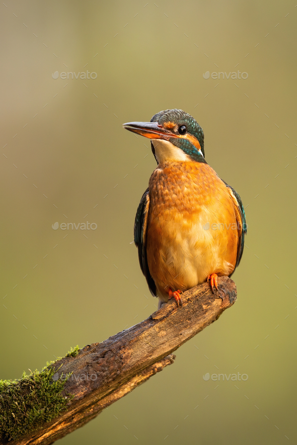 Common kingfisher sitting on branch in vertical shot - Stock Photo - Images