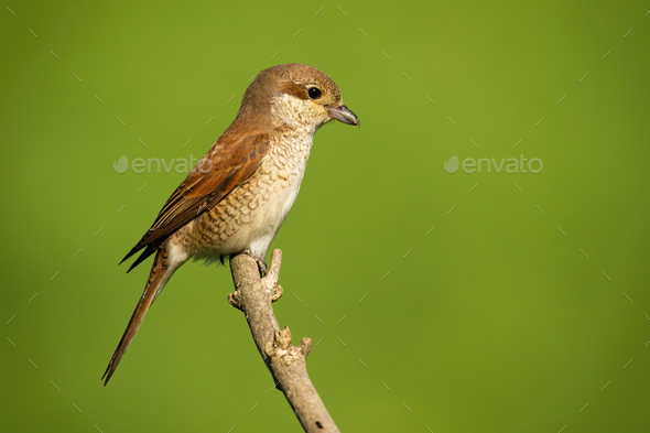 Female red-backed shrike sitting on branch with copy space - Stock Photo - Images