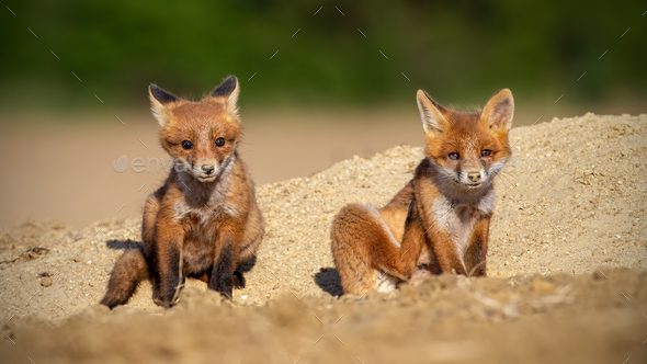 Red fox siblings sitting on a sand in spring sunlight - Stock Photo - Images